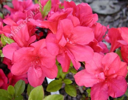Azalea japonica 'Canzonetta'
