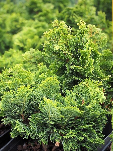 Chamaecyparis obtusa 'Nana Gracilis'