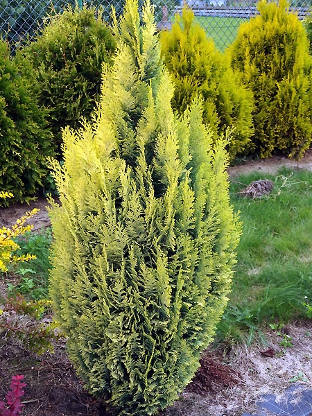 Chamaecyparis lawsoniana 'Złotówka'