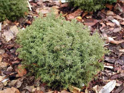 Chamaecyparis obtusa 'Wissel'