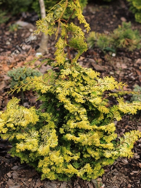 Chamaecyparis obtusa 'Rashahiba'