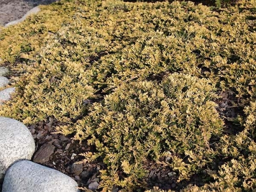 Juniperus horizontalis 'Mother Lode'