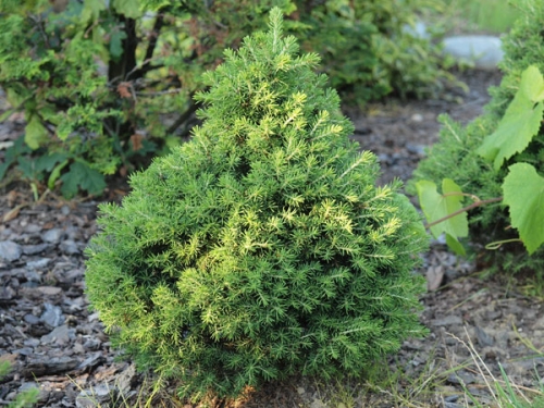 Picea abies 'Dan’s Dwarf'