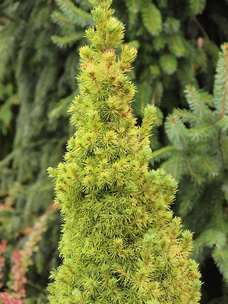Picea glauca 'Golden Peak ®'