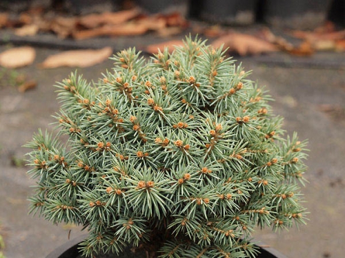 Picea pungens 'Pali'