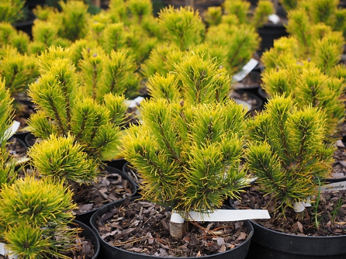 Pinus mugo 'Carstens Wintergold'