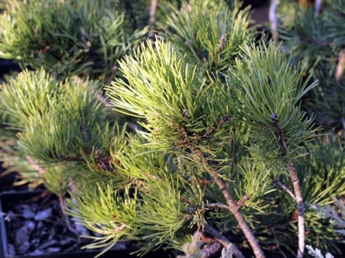 Pinus mugo 'Pumilio'