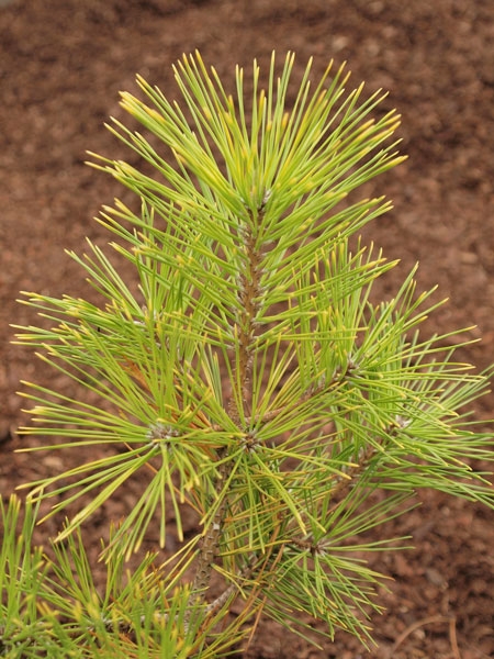 Pinus thunbergi 'Ogon'