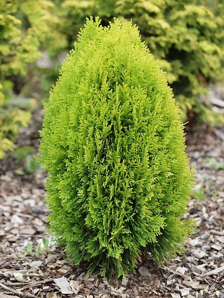 Thuja orientalis 'Morgan'