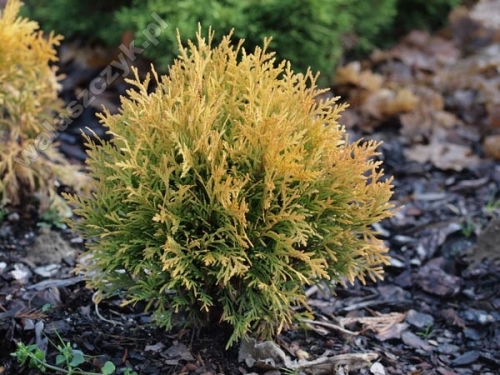 Thuja occidentalis 'Amber Glow'