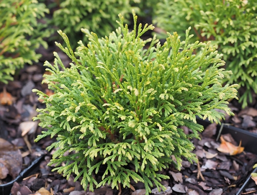 Thuja occidentalis 'Green Bubble'