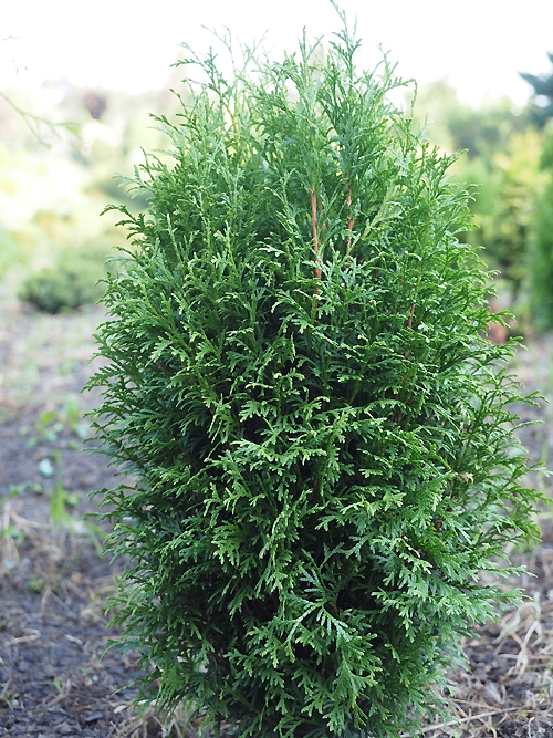 Thuja occidentalis 'Green Egg ®'