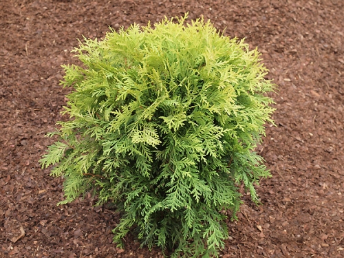 Thuja occidentalis 'Selena'