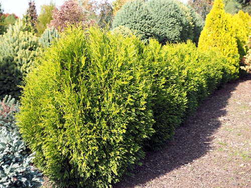Thuja occidentalis 'Tip Top'