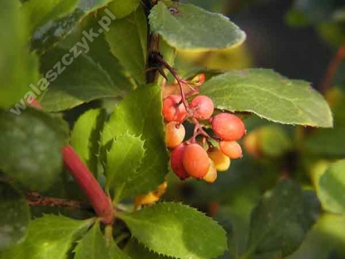 Berberis x ottawensis 'Indian Summer'