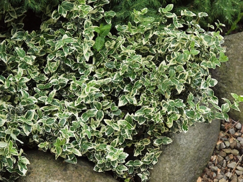 Euonymus fortunei 'Emeralds Gaiety'