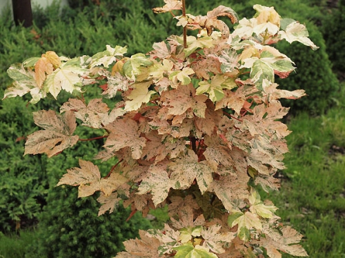 Acer pseudoplatanus 'Esk Sunset'