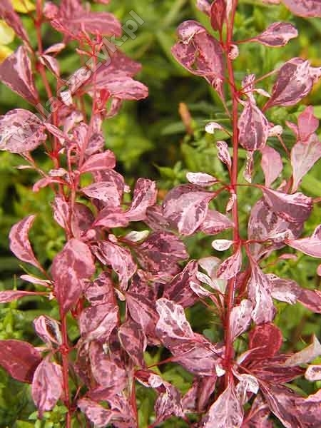 Berberis thunbergii 'Harlequin'