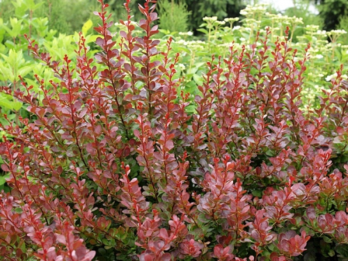 Berberis thunbergii 'Atropurpurea'