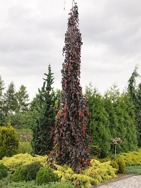 Fagus sylvatica 'Purple Fountain'
