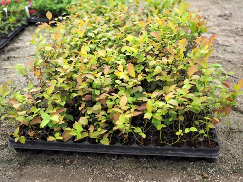 Vaccinium corymbosum 'Sierra'