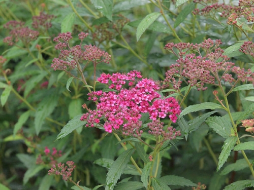 Spiraea japonica 'Dart’s Red'