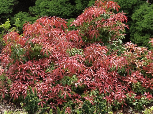 Pieris japonica 'Major'