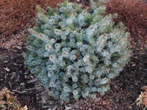 Picea sitchensis 'Tenas'