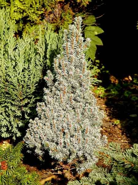 Picea glauca 'Blue Wonder'