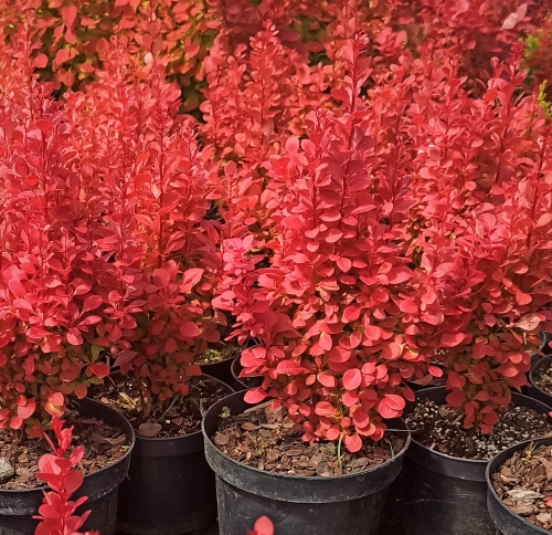 Berberis thunbergii 'Lava' ®